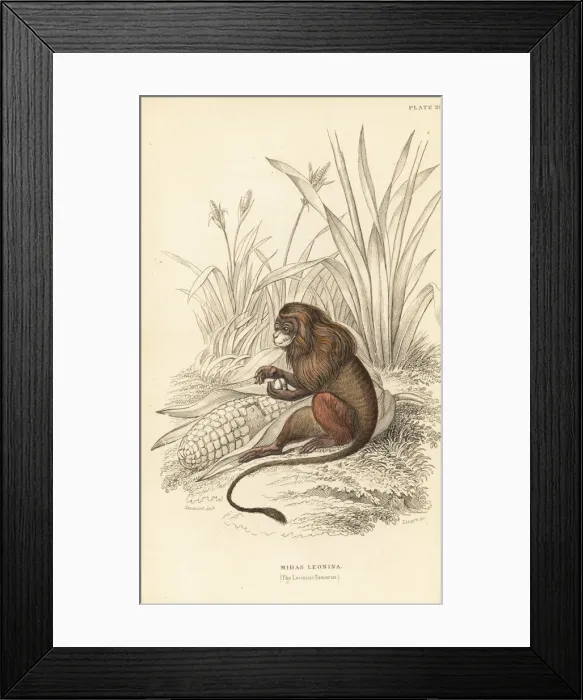Framed Print : Pygmy marmoset, Cebuella pygmaea Framed Print : Pygmy marmoset, Cebuella pygmaea