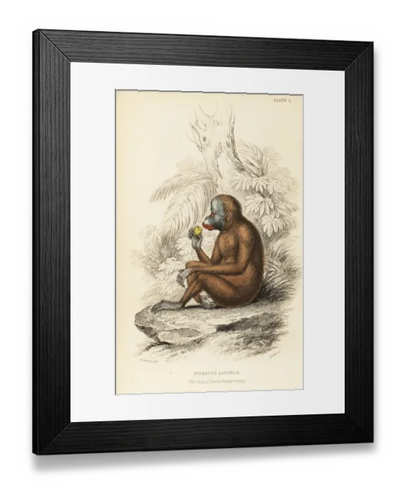 Framed Print : Bornean orangutan, Pongo pygmaeus. Endangered Framed Print : Bornean orangutan, Pongo pygmaeus. Endangered