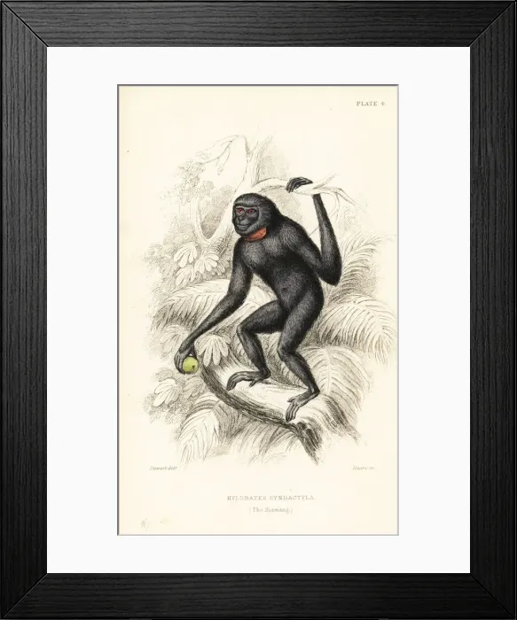 Framed Print : Siamang, Symphalangus syndactylus. Endangered Framed Print : Siamang, Symphalangus syndactylus. Endangered