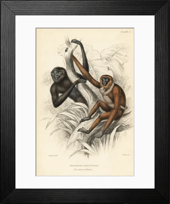 Framed Print : Active gibbon, female, Hylobates agilis. Endangered Framed Print : Active gibbon, female, Hylobates agilis. Endangered