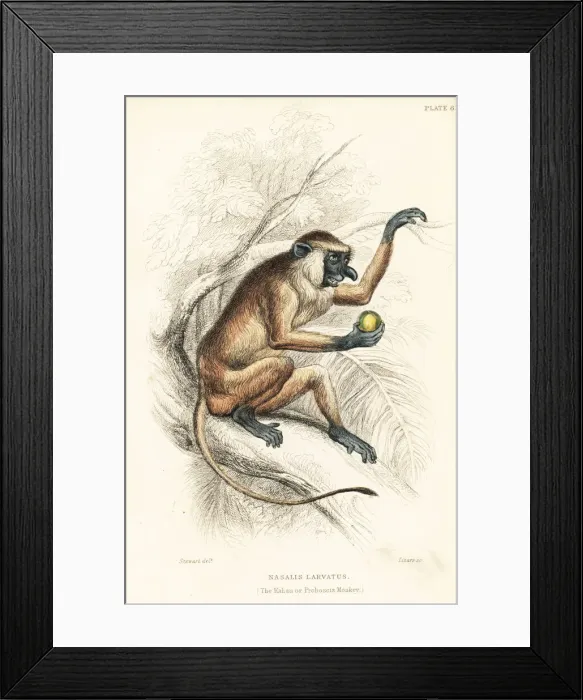 Framed Print : Proboscis monkey, Nasalis larvatus. Endangered Framed Print : Proboscis monkey, Nasalis larvatus. Endangered