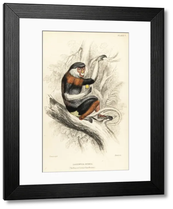 Framed Print : Red-shanked douc, Pygathrix nemaeus. Endangered