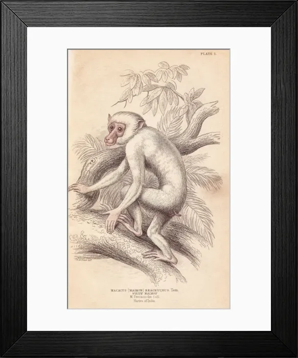 Framed Print : Moor macaque, Macaca maura, albino? Framed Print : Moor macaque, Macaca maura, albino?