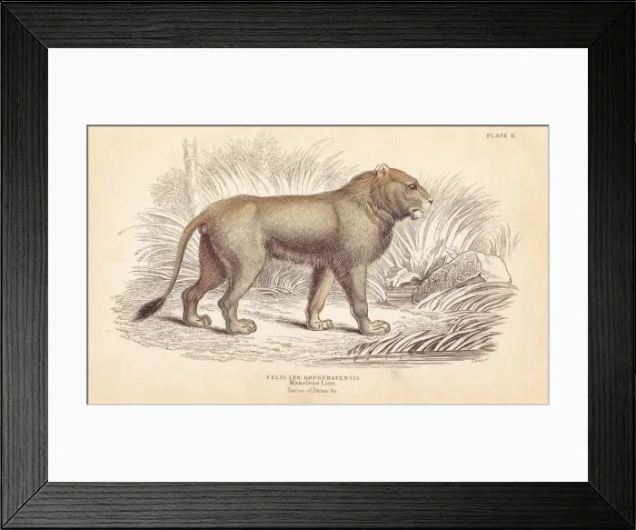 Framed Print : Indian lion, Panthera leo goojratensis. Endangered Framed Print : Indian lion, Panthera leo goojratensis. Endangered