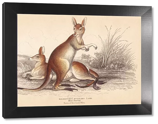 Red-necked wallaby, Macropus rufogriseus