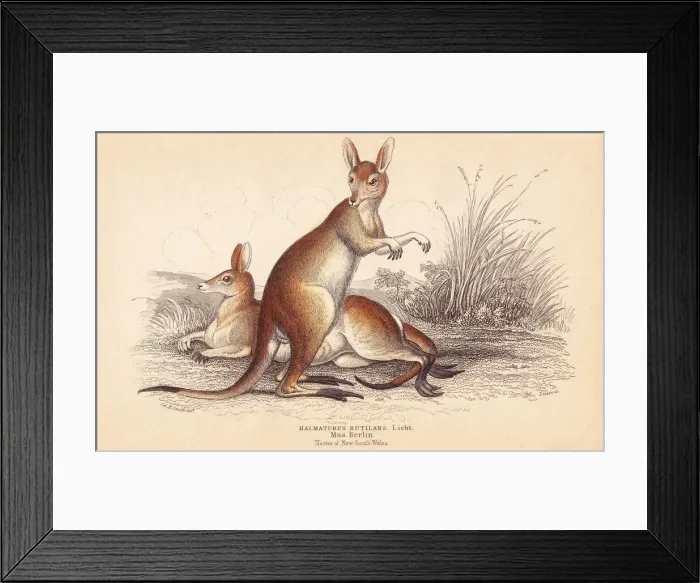 Framed Print : Red-necked wallaby, Macropus rufogriseus Framed Print : Red-necked wallaby, Macropus rufogriseus