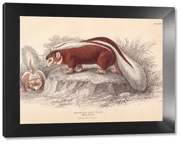 Humboldts hog-nosed skunk, Conepatus humboldtii