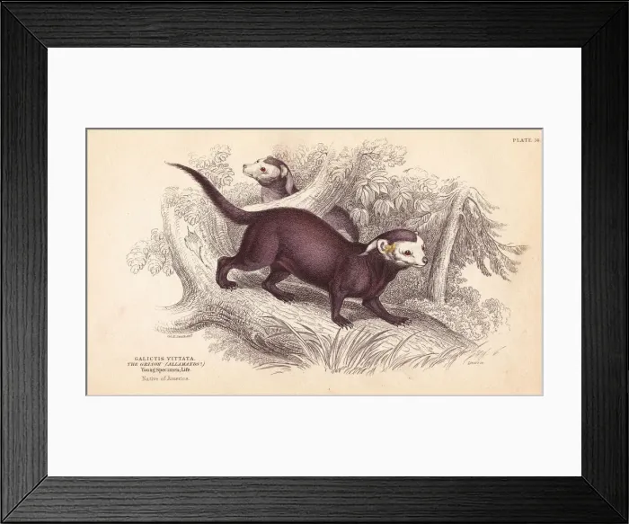 Framed Print : Greater grison, Gallictis vittata Framed Print : Greater grison, Gallictis vittata