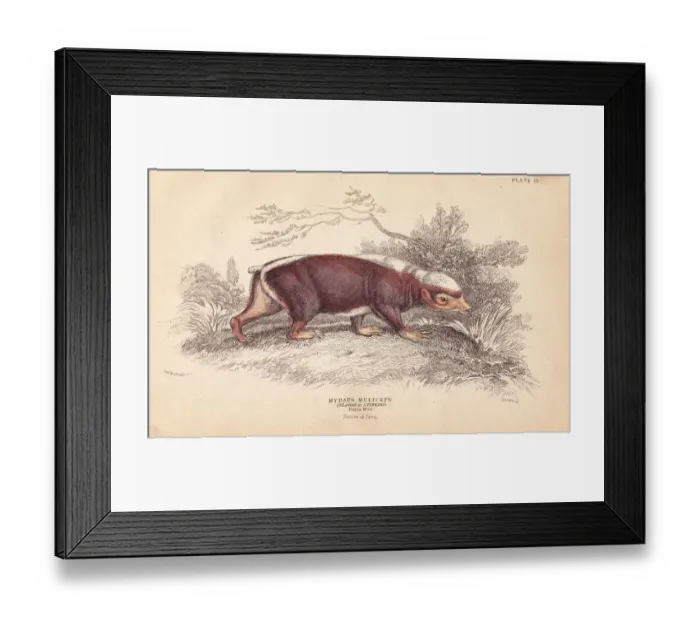 Framed Print : Sunda stink badger, Mydaus javanensis Framed Print : Sunda stink badger, Mydaus javanensis