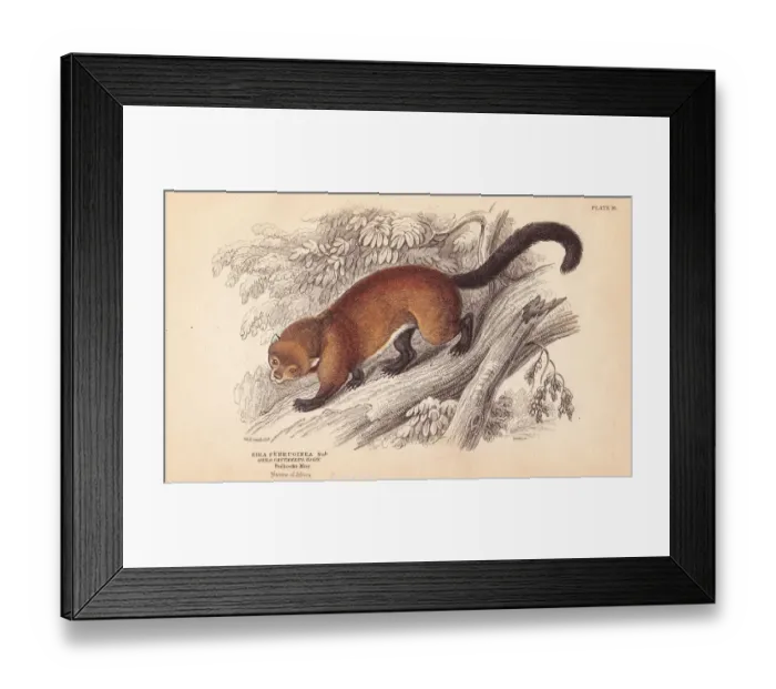 Framed Print : Wolverine, Gulo gulo Framed Print : Wolverine, Gulo gulo