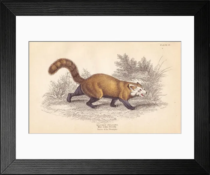 Framed Print : Red panda, Ailurus fulgens Framed Print : Red panda, Ailurus fulgens