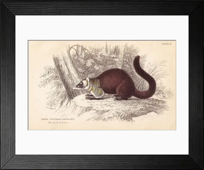 Framed Print : White-nosed coati, Nasua narica Framed Print : White-nosed coati, Nasua narica