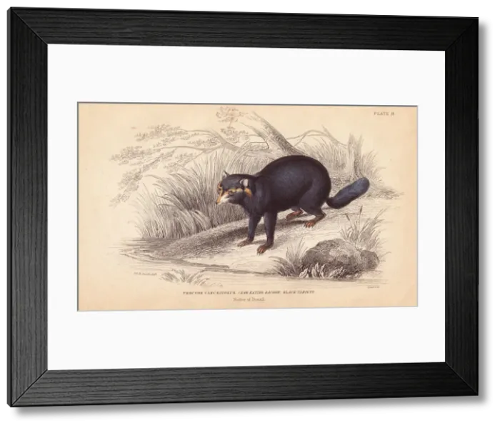 Framed Print : Crab eating raccoon, Procyon cancrivorus Framed Print : Crab eating raccoon, Procyon cancrivorus