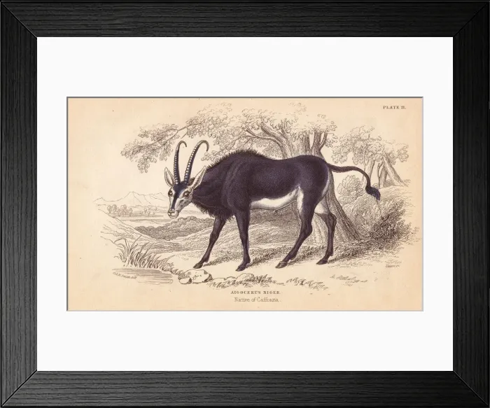 Framed Print : Sable antelope, Hoppotragus niger Framed Print : Sable antelope, Hoppotragus niger