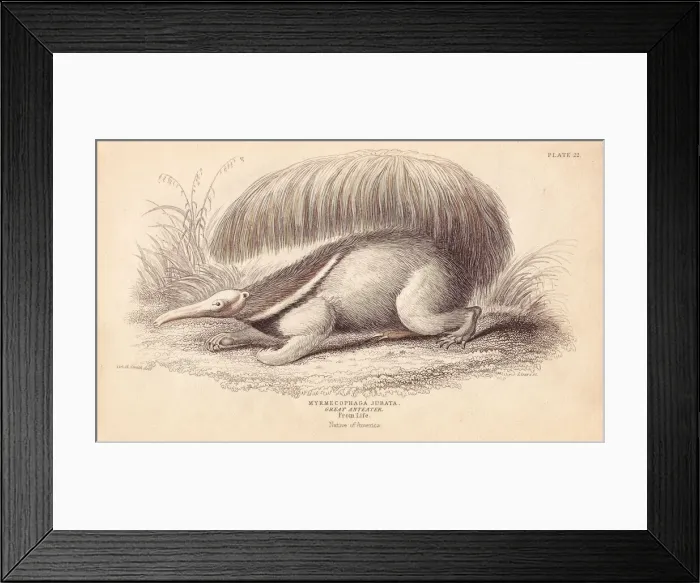 Framed Print : Giant ant-eater, Myrmecophaga tridactyla. Vulnerable Framed Print : Giant ant-eater, Myrmecophaga tridactyla. Vulnerable