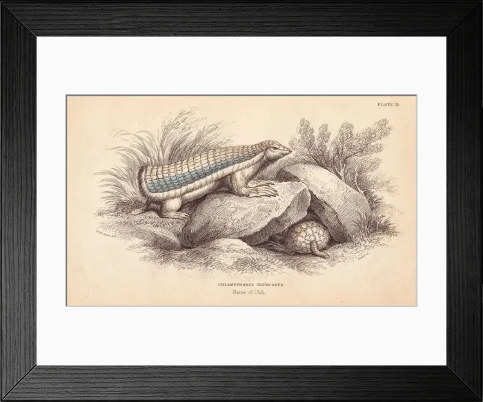 Framed Print : Pink fairy armadillo, Chlamyphorus truncatus. Endangered Framed Print : Pink fairy armadillo, Chlamyphorus truncatus. Endangered
