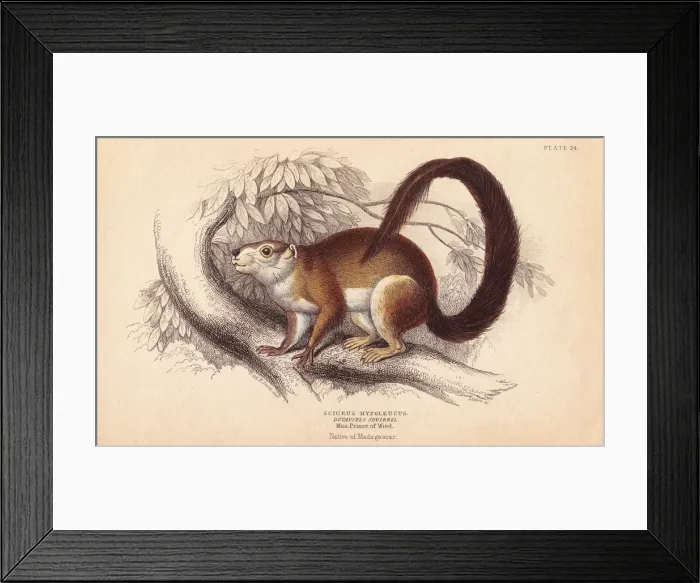 Framed Print : Duvaucels squirrel, Sciurus hypoleucus. Indian Framed Print : Duvaucels squirrel, Sciurus hypoleucus. Indian