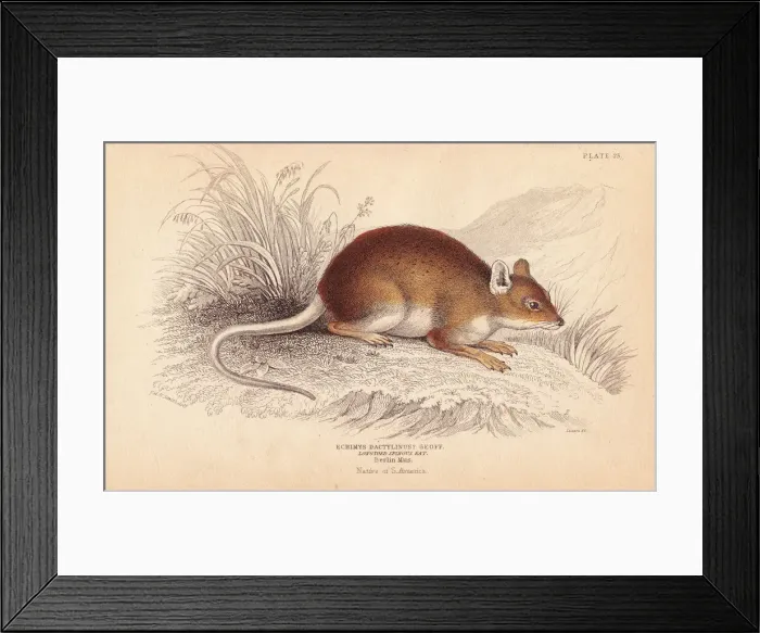 Framed Print : Long-toed spiny rat, Dactylomys dactylinus Framed Print : Long-toed spiny rat, Dactylomys dactylinus