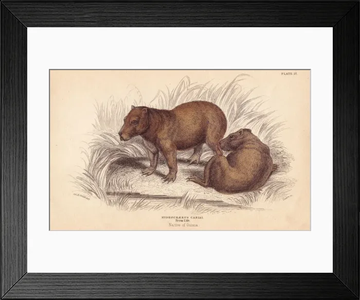 Framed Print : Capybara, Hydrochoerus hydrochaeris Framed Print : Capybara, Hydrochoerus hydrochaeris