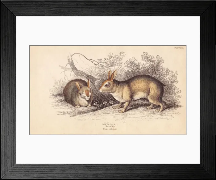 Framed Print : Brazilian rabbit, Sylvilagus brasiliensis Framed Print : Brazilian rabbit, Sylvilagus brasiliensis