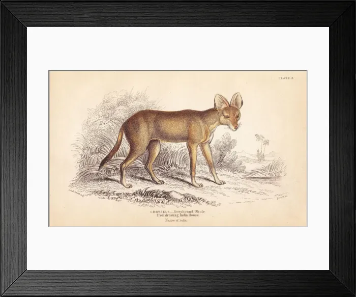 Framed Print : Greyhound dhole, Cuon alpinus. Threatened Framed Print : Greyhound dhole, Cuon alpinus. Threatened