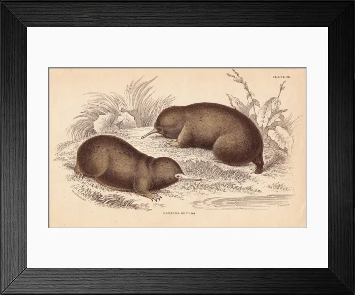 Framed Print : Echidna, Tachyglossus aculeatus Framed Print : Echidna, Tachyglossus aculeatus