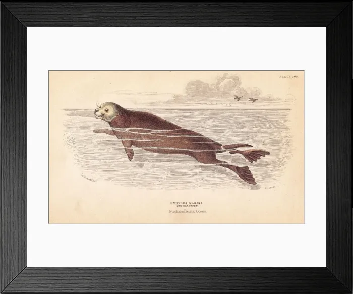 Framed Print : Sea otter, Enhydra lutris. Endangered Framed Print : Sea otter, Enhydra lutris. Endangered