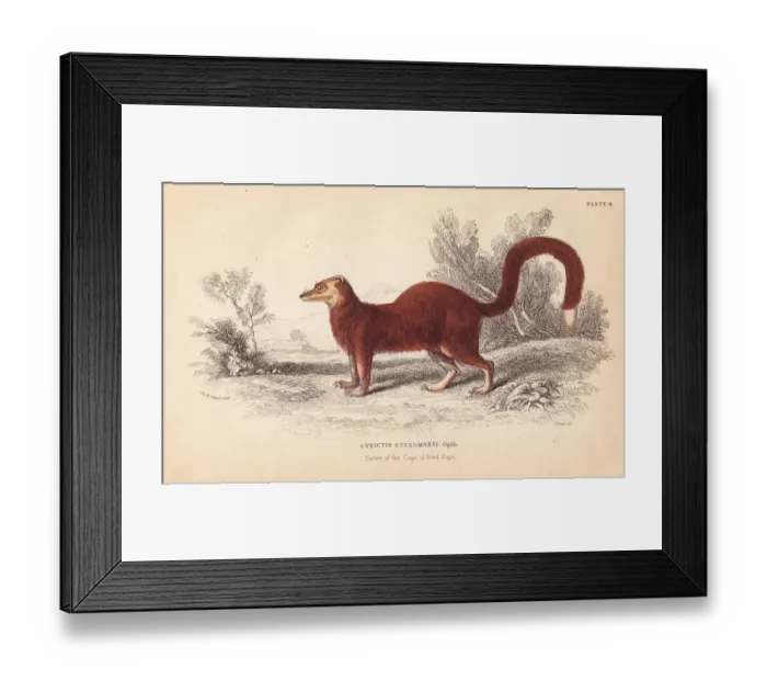 Framed Print : Yellow mongoose, Cynictis penicillata (Cynictis steedmanni) Framed Print : Yellow mongoose, Cynictis penicillata (Cynictis steedmanni)