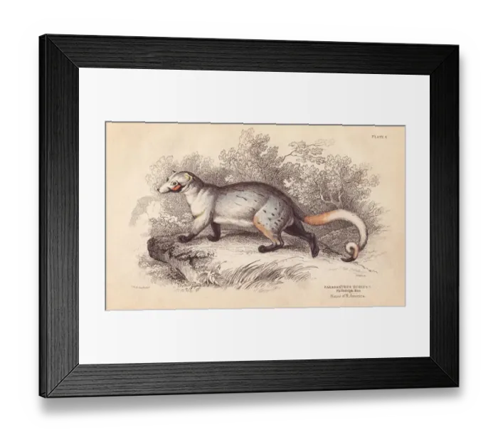 Framed Print : American paradoxure, Paradoxurus dubius Framed Print : American paradoxure, Paradoxurus dubius