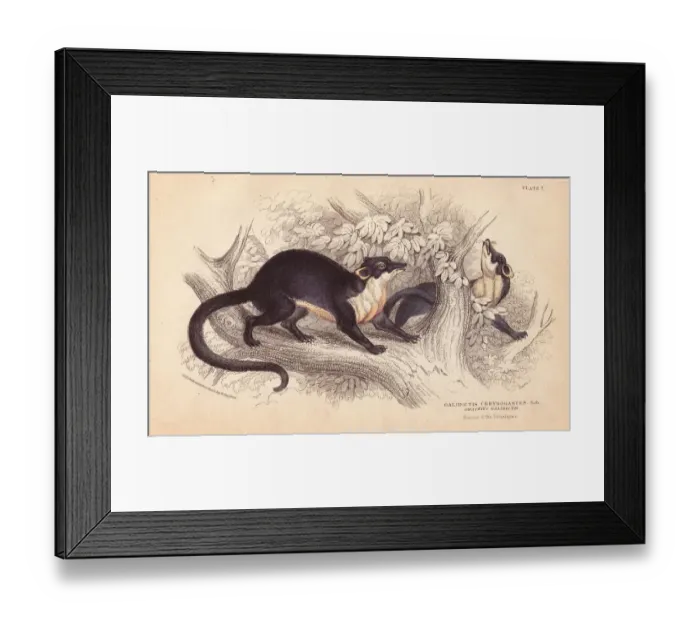 Framed Print : Yellow throated marten, Martes flavigula Framed Print : Yellow throated marten, Martes flavigula