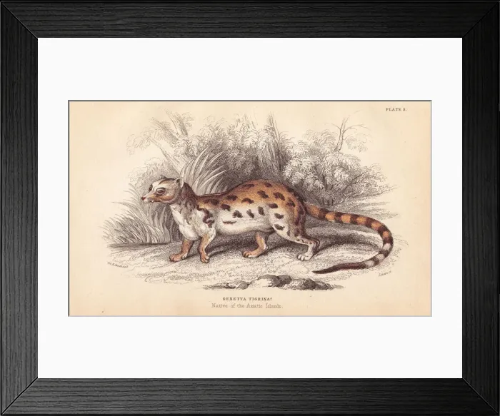 Framed Print : Cape genet, Genetta tigrina Framed Print : Cape genet, Genetta tigrina