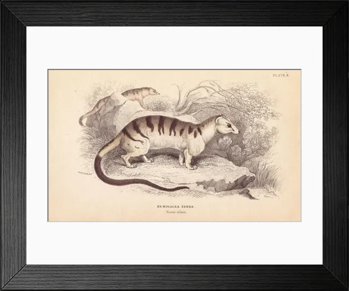Framed Print : Banded palm civet cat, Hemigalus derbyanus. Threatened Framed Print : Banded palm civet cat, Hemigalus derbyanus. Threatened