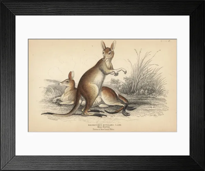 Framed Print : Red-necked wallaby, Macropus rufogriseus Framed Print : Red-necked wallaby, Macropus rufogriseus