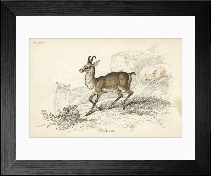 Framed Print : Chamois, Rupicapra rupicapra Framed Print : Chamois, Rupicapra rupicapra
