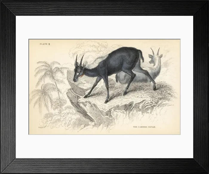 Framed Print : Sumatran serow, Capricornis sumatraensis. Vulnerable Framed Print : Sumatran serow, Capricornis sumatraensis. Vulnerable