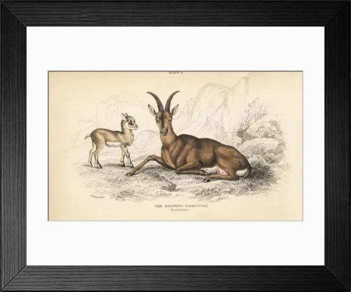 Framed Print : Wild goat, Capra aegagrus, female and young Framed Print : Wild goat, Capra aegagrus, female and young