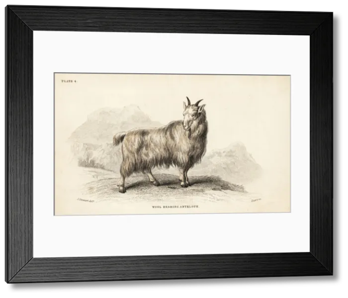 Framed Print : Rocky Mountain goat, Oreamnos americanus Framed Print : Rocky Mountain goat, Oreamnos americanus