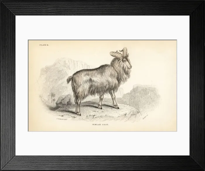 Framed Print : Himalayan tahr, Hemitragus jemlahicus Framed Print : Himalayan tahr, Hemitragus jemlahicus