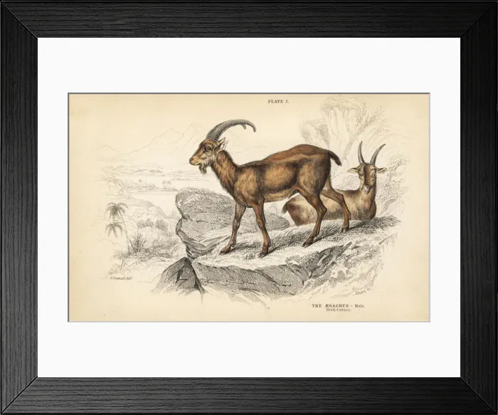 Framed Print : Wild goat, Capra aegagrus, male Framed Print : Wild goat, Capra aegagrus, male