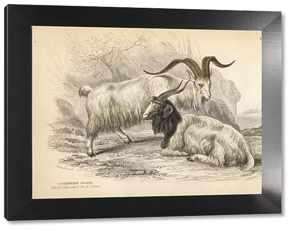 Cashmere goat, Capra hircus lanigera
