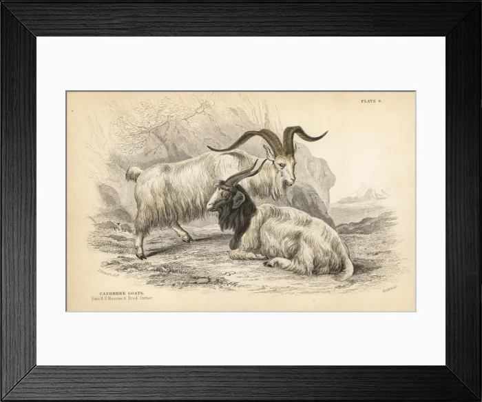 Framed Print : Cashmere goat, Capra hircus lanigera Framed Print : Cashmere goat, Capra hircus lanigera