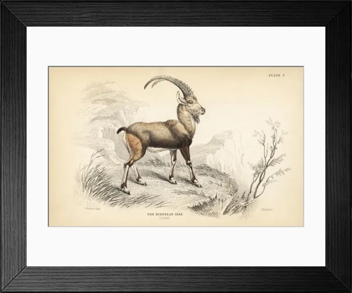 Framed Print : European ibex, Capra ibex