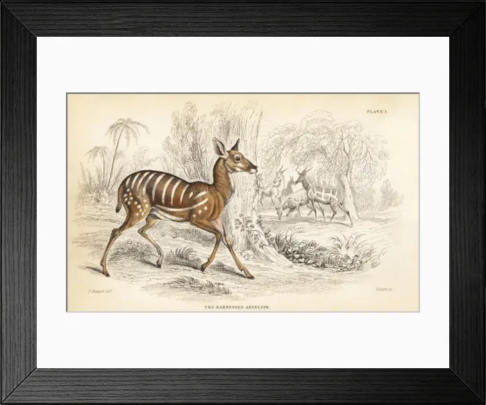 Framed Print : Bushbuck, Tragelaphus scriptus Framed Print : Bushbuck, Tragelaphus scriptus