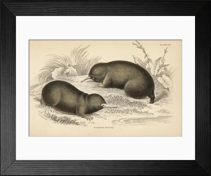 Framed Print : Echidna or spiny anteater, Tachyglossus aculeatus Framed Print : Echidna or spiny anteater, Tachyglossus aculeatus