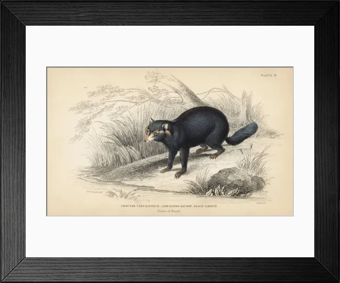 Framed Print : Crab-eating raccoon, Procyon cancrivorus. Black variety Framed Print : Crab-eating raccoon, Procyon cancrivorus. Black variety