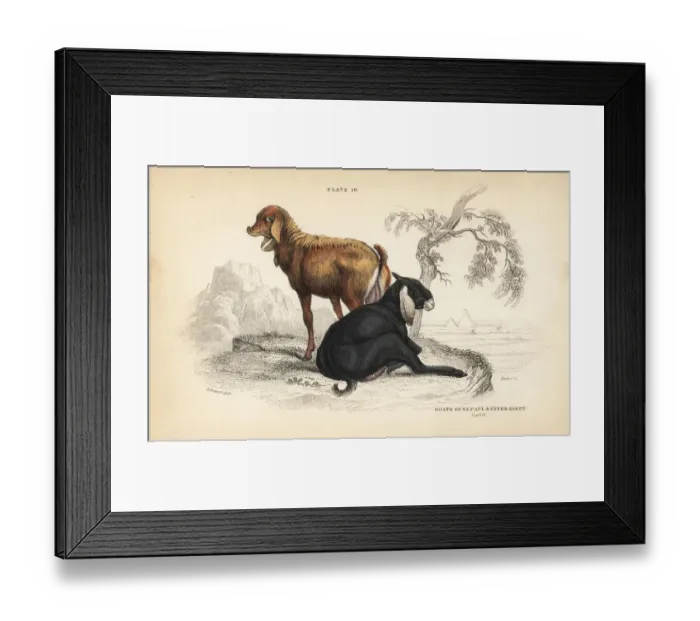 Framed Print : Nepal goat and Egyptian goat Framed Print : Nepal goat and Egyptian goat