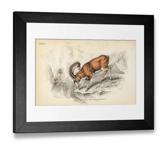Framed Print : Corsican mouflon, Ovis aries musimon Framed Print : Corsican mouflon, Ovis aries musimon
