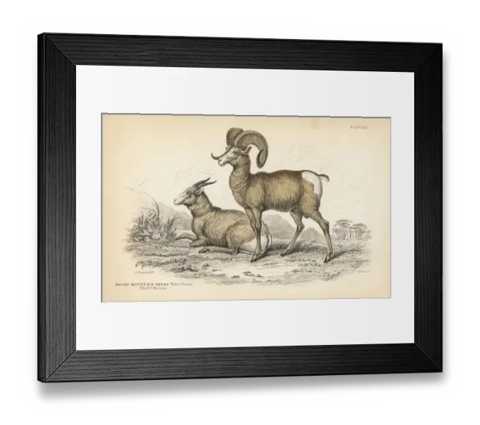 Framed Print : Bighorn sheep, Ovis canadensis Framed Print : Bighorn sheep, Ovis canadensis
