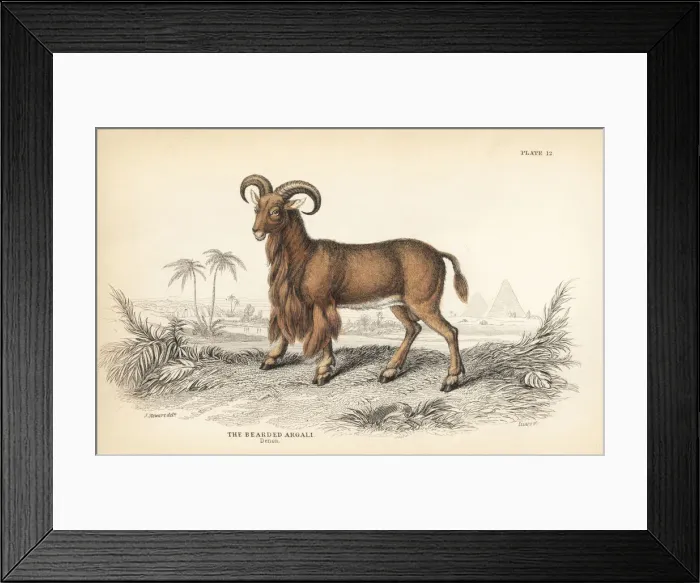 Framed Print : Barbary sheep or aoudad, Ammotragus lervia Framed Print : Barbary sheep or aoudad, Ammotragus lervia