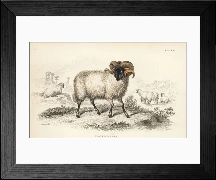Framed Print : Black-faced ram or Norfolk Horn, Ovis aries Framed Print : Black-faced ram or Norfolk Horn, Ovis aries